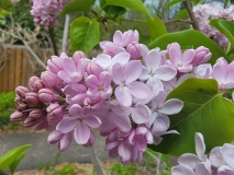 Blanche_Sweet_20210427_BLBG_MLD_4
