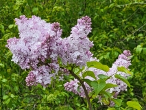 Blanche_Sweet_20210427_BLBG_MLD_5