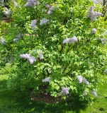 Blanche_Sweet_20210428_NYBG_MLD_1