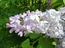 Blanche_Sweet_20210428_NYBG_MLD_2