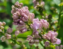 Blanche_Sweet_20220424_MLD_MLD_1