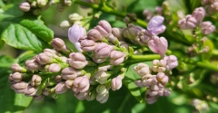 Blanche_Sweet_20220424_MLD_MLD_2