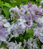 Blanche_Sweet_20220503_MLD_MLD_3