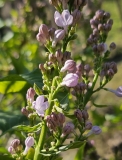 Blanche_Sweet_20230413_MLD_MLD
