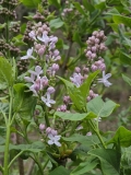 Blanche_Sweet_20230414_MLD_MLD