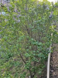Blanche_Sweet_20230415_MLD_MLD