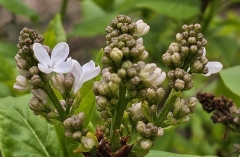 Blanche_Sweet_20240409_MLD_MLD