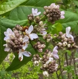 Blanche_Sweet_20240412_MLD_MLD