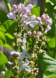 Blanche_Sweet_20240415_MLD_MLD