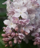 Blanche_Sweet_TRD_TP_1