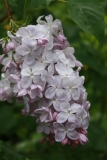 Blanche_Sweet_TRD_TP_10
