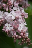 Blanche_Sweet_TRD_TP_11