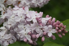 Blanche_Sweet_TRD_TP_12