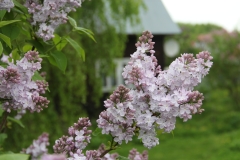 Blanche_Sweet_TRD_TP_2