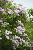 Blanche_Sweet_TRD_TP_3