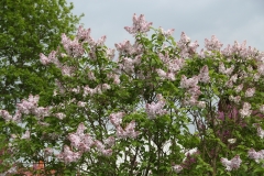 Blanche_Sweet_TRD_TP_4