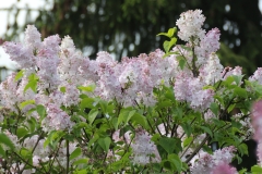 Blanche_Sweet_TRD_TP_5