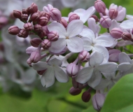 Blanche_Sweet_TRD_TP_6