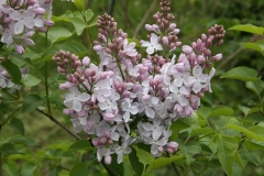 Blanche_Sweet_TRD_TP_7