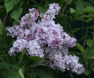 Blanche_Sweet_TRD_TP_9