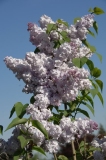 Blanche_Sweet_ZB_2