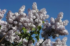 Blanche_Sweet_ZB_3