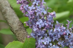 Bleuâtre