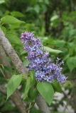 Bleuatre_2014_Brooklyn_TP_10