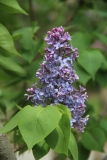 Bleuatre_2014_Brooklyn_TP_4