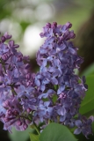 Bleuatre_2014_Brooklyn_TP_7