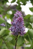 Bleuatre_2014_Brooklyn_TP_9