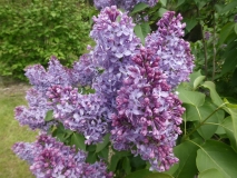 Bleuatre_201906_MBG_MLD_2