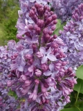 Bleuatre_201906_MBG_MLD_4