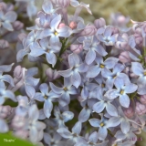 Bleuatre_2019_LM_CF