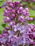 Bleuatre_20210427_BLBG_MLD_1