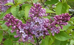 Bleuatre_20210427_BLBG_MLD_2