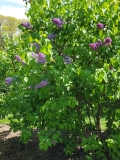 Bleuatre_20210428_NYBG_MLD_1