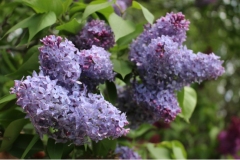 Bleuatre_JJM_1