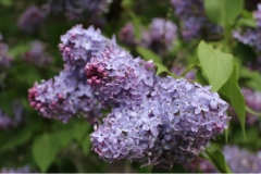 Bleuatre_JJM_3