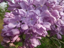 Blue_Boy_20180512_HA_MLD_4