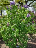 Blue_Danube_20210428_NYBG_MLD_1