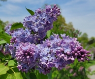 Blue_Danube_20210428_NYBG_MLD_2