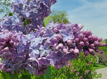 Blue_Danube_20210428_NYBG_MLD_3