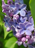 Blue_Danube_20210428_NYBG_MLD_4