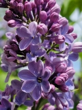 Blue_Danube_20210428_NYBG_MLD_5