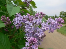 Blue_Danube_KP_HI_2