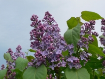 Blue_Danube_KP_HI_3