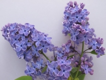 Blue_Danube_TT