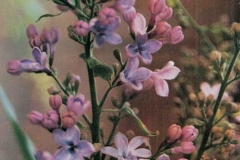 Blue Delft