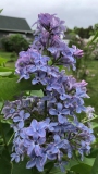 Blue_Delft_2021_MP_KA
